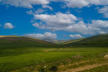 Fototapeta na wymiar Fertile green land of Morocco, Africa. Green agriculture fields environment with sheep pasture.