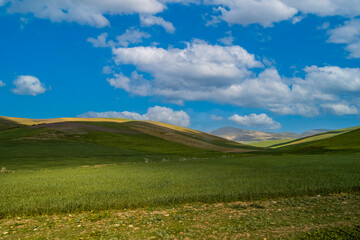 Fertile green land of Morocco, Africa. Green agriculture fields environment with sheep pasture.