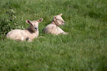 Naklejka na ściany i meble lambs in the spring 