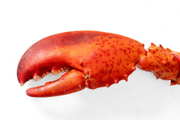 Red cooked lobster claws on a white background