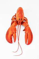 Red cooked lobster on a white background