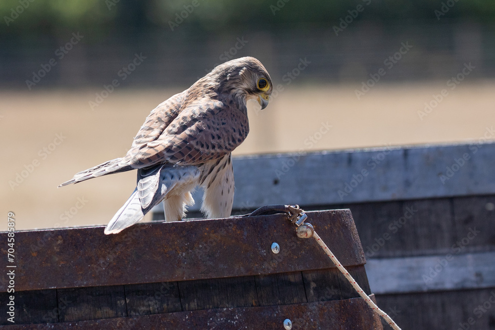 Wall mural Kestrel 