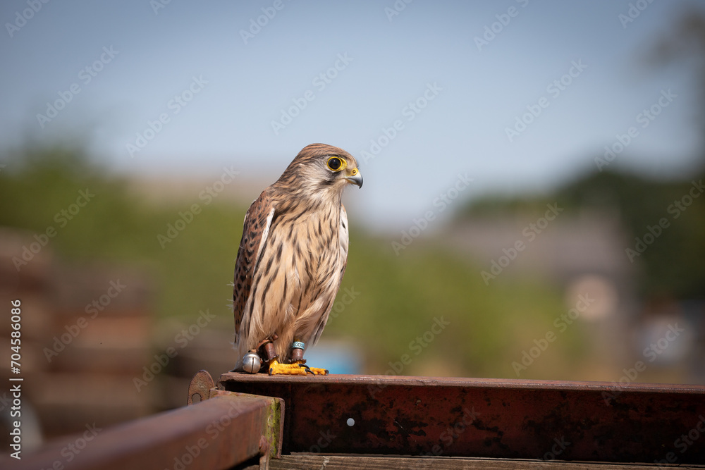 Poster Kestrel 