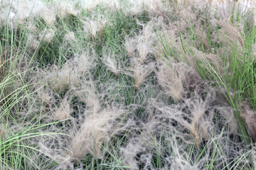 Fluffy grass in wind. Backdrop, background