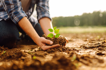 A man holds a green plant in his hands. In the palms of the farmer they sprout on fertile soil....