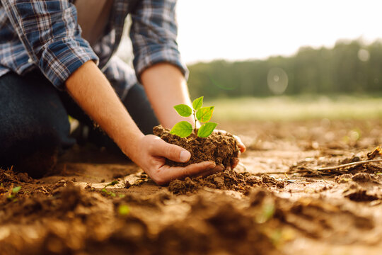 A man holds a green plant in his hands. In the palms of the farmer they sprout on fertile soil. Agriculture. Growing food. Agriculture concept.