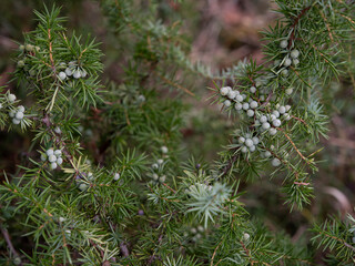 Fototapeta na wymiar Juniperus communis, the common juniper, is a species of small tree or shrub in the cypress family Cupressaceae. Green seeds close up