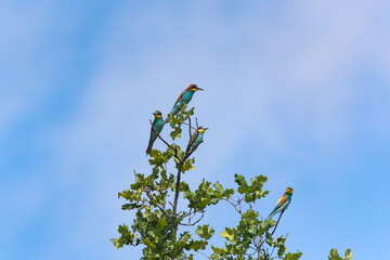 Gruccioni appoggiato sull' albero nel Parco Naturale del Ticino in Piemonte