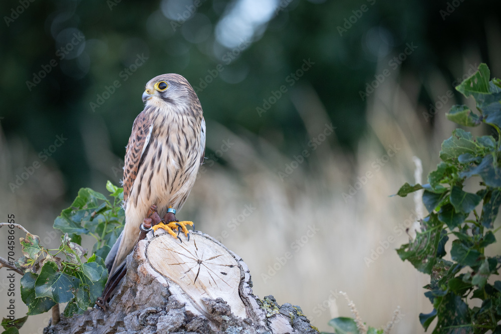 Poster kestrel