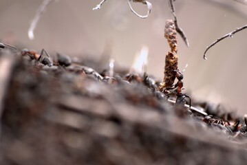 ants on a tree