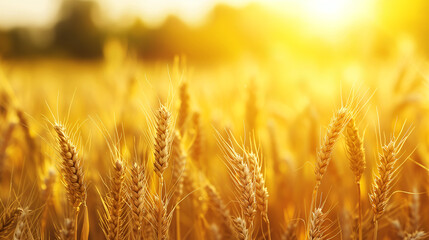 Field of golden wheat ears, farm and agriculture concept, banner, wallpaper, texture
