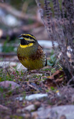 A male cirl bunting isolated on the ground. Cute bird with yellow green and brown colors. Emberiza cirlus.