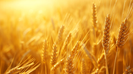 Field of golden wheat ears, farm and agriculture concept, banner, wallpaper, texture