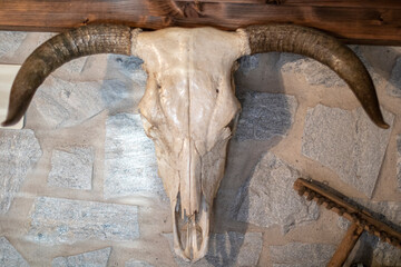 Cráneo de vaca con largos cuernos