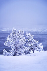Fototapeta na wymiar Frosty tree on seashore in stormy morning