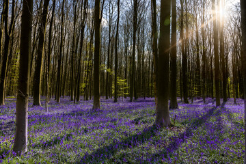 Bluebells woodlands with sunrays