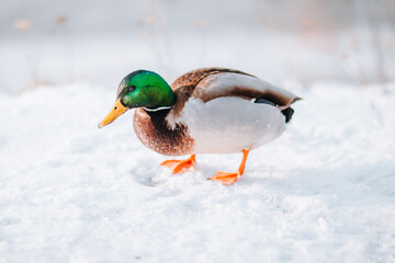 wild duck in the snow  - 704587805