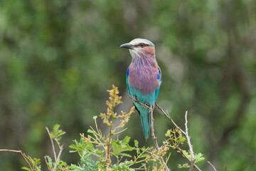 Coracidi ghiandaia marina