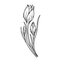Sketch,doodle of spring crocus flower.Vector graphics.