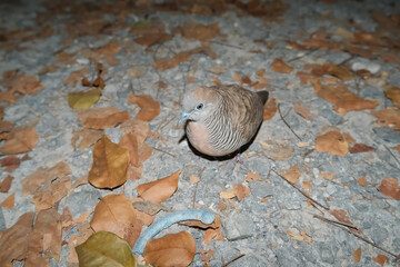dove on ground