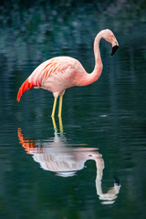 Pink flamenco animal standing in a lake with a beautiful reflection in very high detail