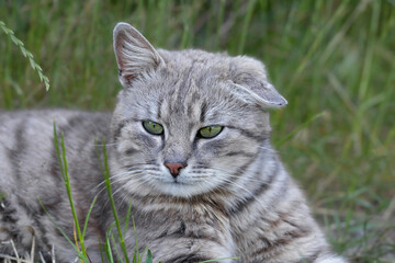 A stray cat on the street.A street cat rests in the grass.The survival of stray animals on the streets of the city.