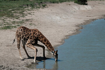 Giraffa
