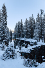 Obraz na płótnie Canvas winter forest in the mountains