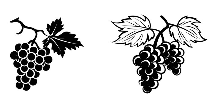 Set of grapes with leaves, organic wine, vegetarian vineyard, sweet alcohol fruits, vector illustration.