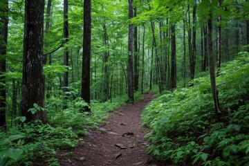 Hiking trail through a dense Green forest