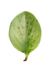 Folha verde da planta zamioculca, png com fundo transparente.