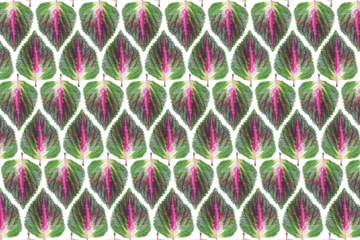 Padrão com folha de planta decorativa coleus de java, de cores verde, vermelho, branco e rosa, formando textura para fundo, malharia, png com fundo trasparente.