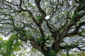 Fort Canning Park à Singapour