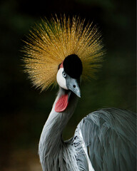 Grey Crowned Crane