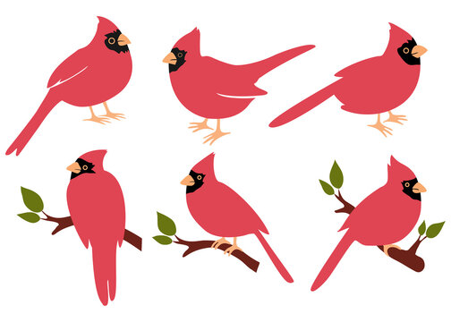 cardinal bird poses set of hand drawn illustrations white background flat style vector