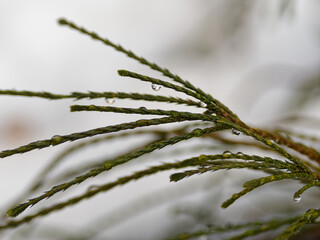 Water droplets on plant in winter.