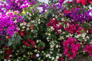 Fence covered by bougainvillea plants