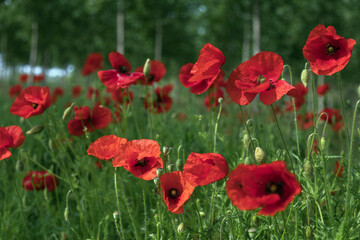 Campo di Papaveri sotto gli Alberi