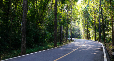Empty curved concrete roadway winds through a green nature park with trees and plants in the...