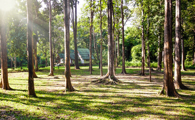 Resort in green nature park with trunks of trees and plants at the forest, national park view in...