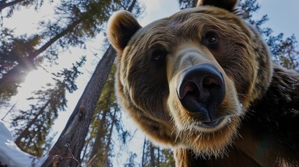 A brown forest bear looks very close to the camera lying on the ground.