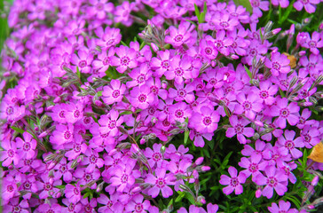 flowers background  small pink flowers in the garden. many small pink flowers formed into the background.
​