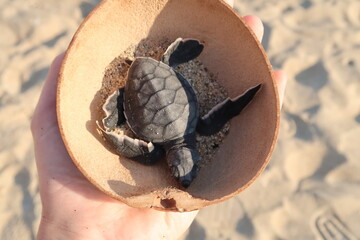 Releasing a little baby turtle into the ocean at Playa Bacocho in Puerto Escondido, Mexico