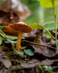 Small Orange Mushroom