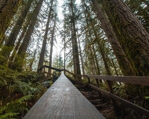 boardwalk wooden bridge in the forest