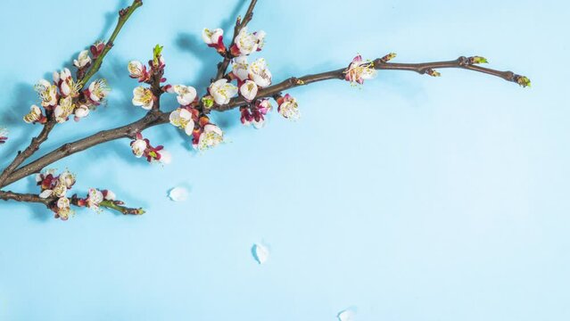 4k Spring cherry branches with delicate white flowers on light blue background. Looping motion of falling petals. Hello Spring. Beautiful springtime coming concept. Copy space. Stop motion animation. 