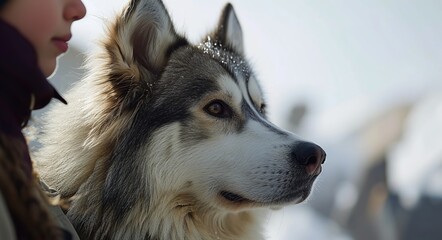 Husky sitting in front of a white background

