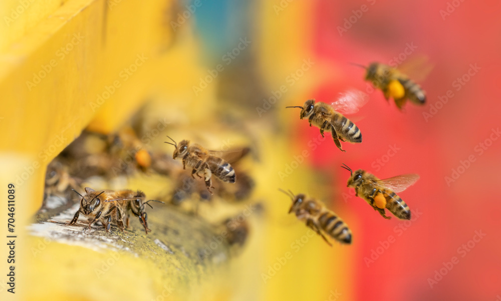 Canvas Prints bee hive - bee breeding (apis mellifera) close up