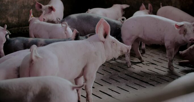Group Of Pigs At Pork Production Farm