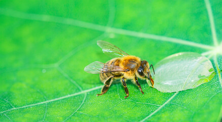 honey bee, Apis mellifera drinking water from a dewy leaf